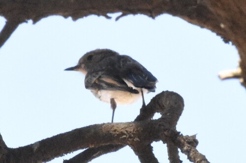 Red-capped Robin (Petroica goodenovii), photo 1