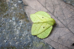 Trabala krishna