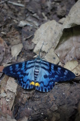 Dysphania transducta