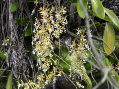 Epidendrum stamfordianum