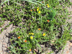 Aspalathus chortophila