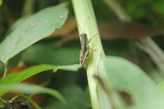 Pseudoxya