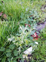 Senecio vulgaris