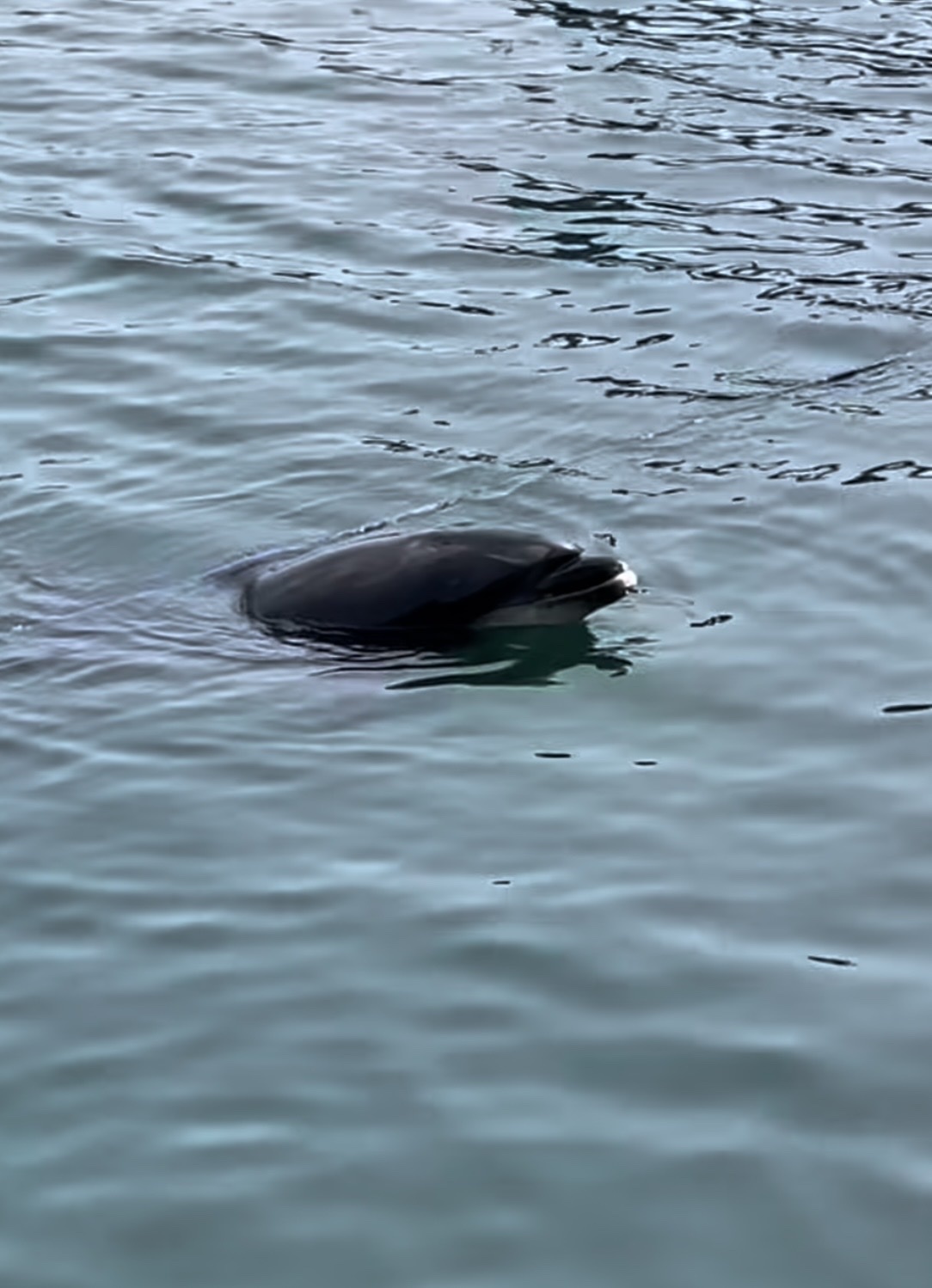 Tursiops truncatus