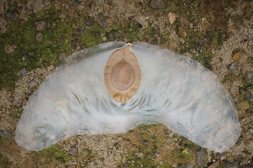Alsomitra macrocarpa (Alsomitra macrocarpa)