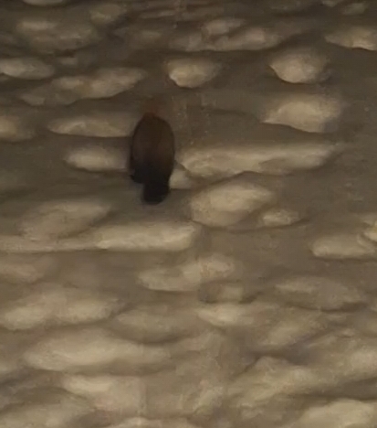 Japanese Sable