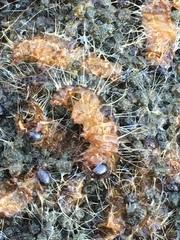 Thaumetopoea processionea