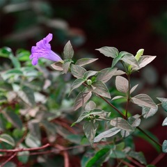Ruellia bahiensis