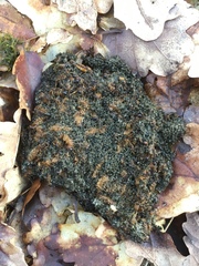 Thaumetopoea processionea