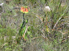 Cyrtanthus obliquus