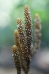 Epirixanthes papuana