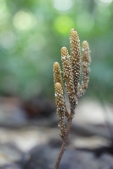 Epirixanthes papuana
