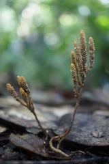 Epirixanthes papuana