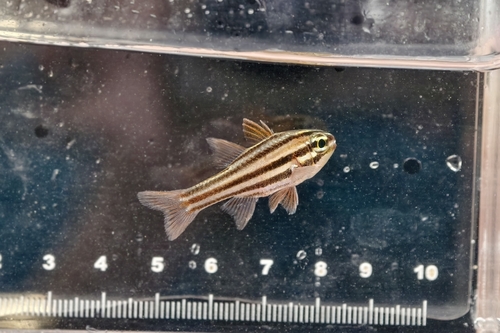 Ostorhinchus taeniophorus observed 2026-02-21