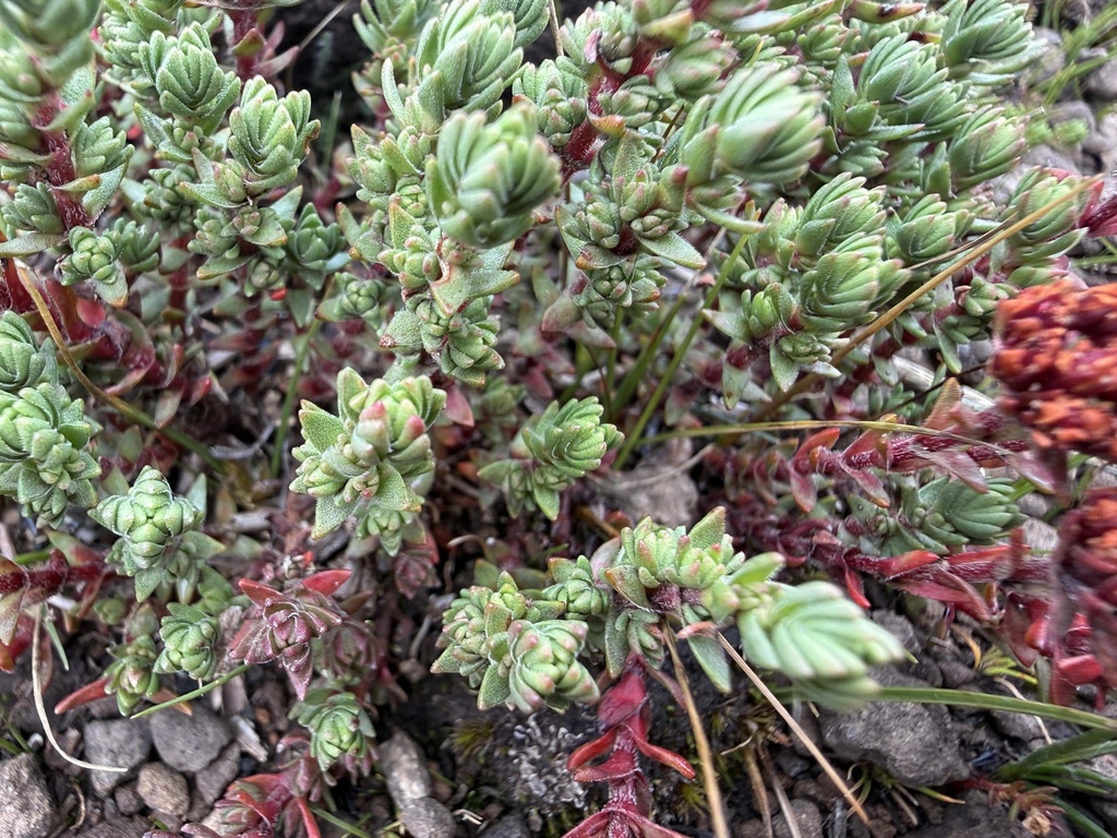 Crassula qoatlhambensis