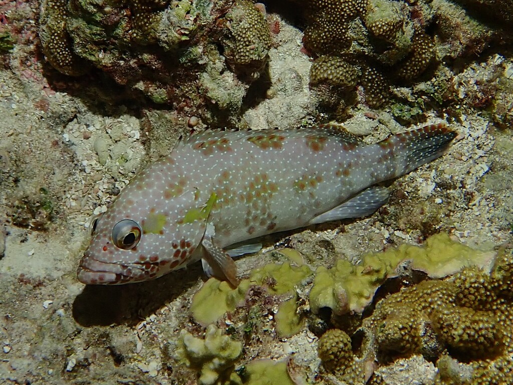 Hexagon grouper (Epinephelus hexagonatus) — Serranidae