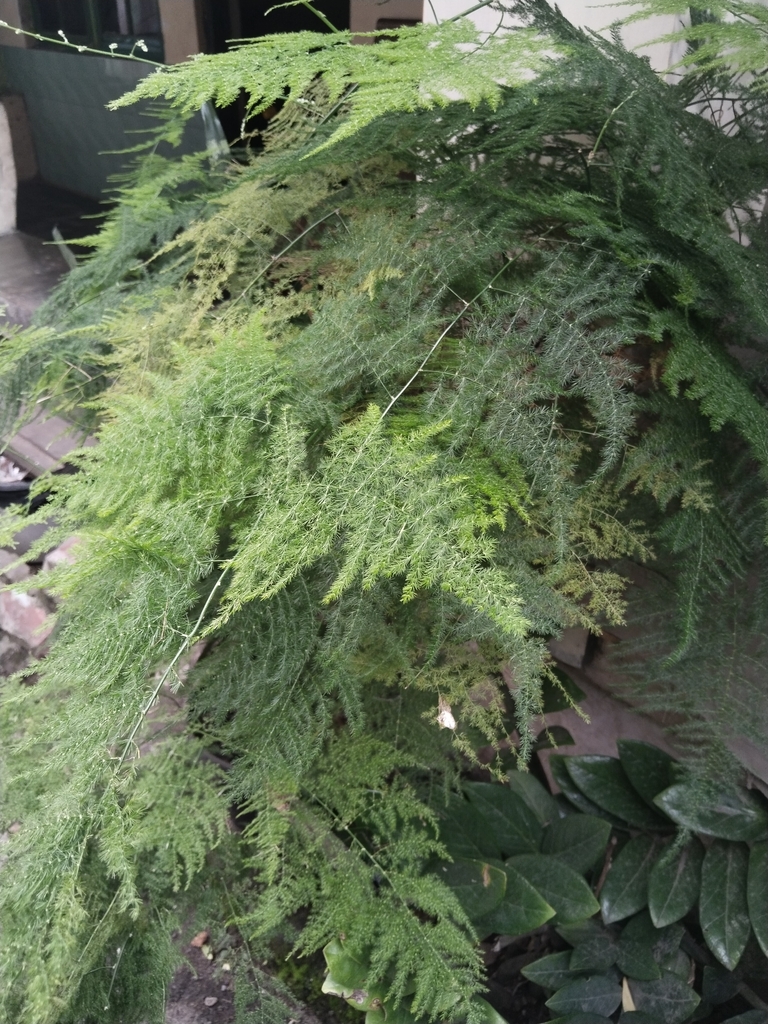 = Asparagus setaceus (Kunth) Jessop (Asparagus setaceus)
