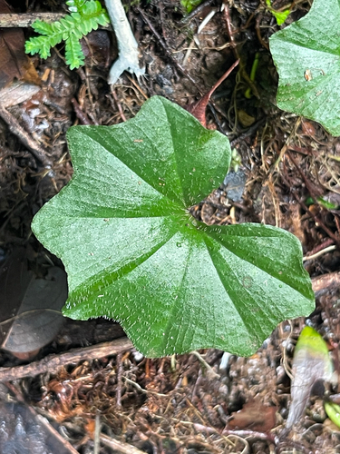 Nervilia subintegra