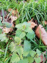 Urtica dioica