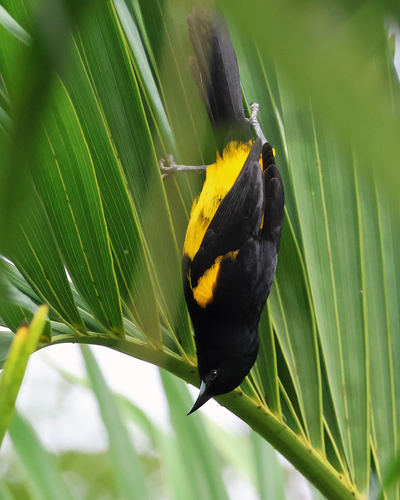 Black-cowled Oriole (Icterus prosthemelas), photo 5