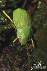 Chrysina laniventris