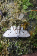 Dysaethria albolilacina