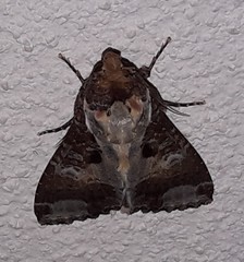 Condica imitata