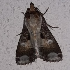 Condica imitata