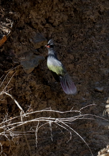 Blood Pheasant