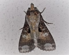 Condica imitata