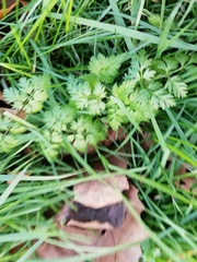 Anthriscus sylvestris
