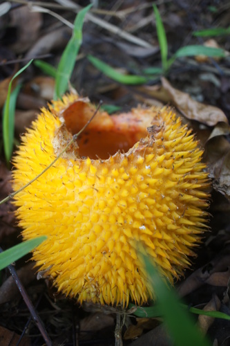 Momordica cochinchinensis