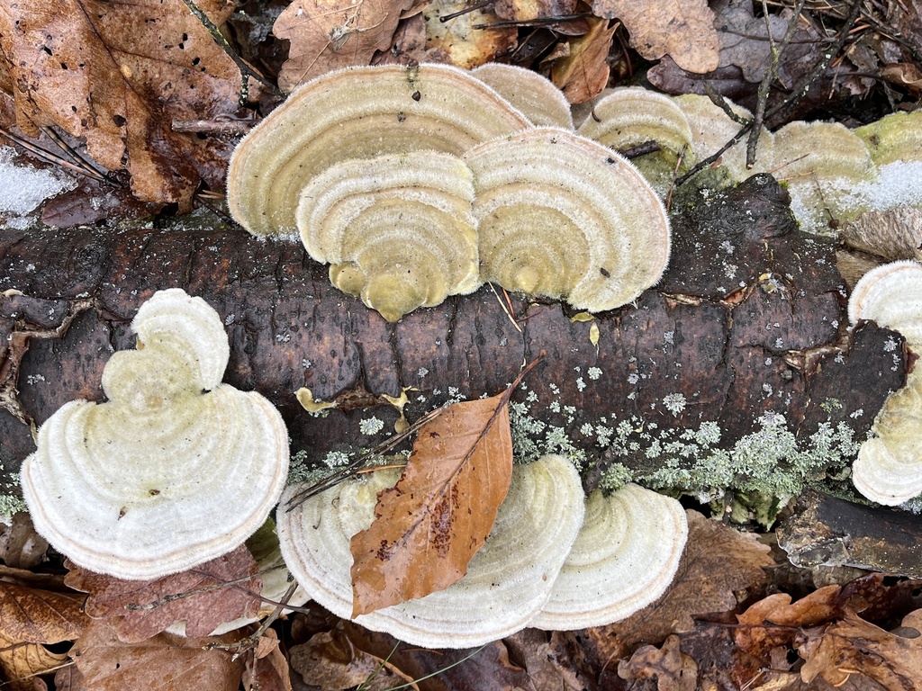 Trametes hirsuta · February 2026 · photo: © pavel_kacl (iNaturalist, cc-by)