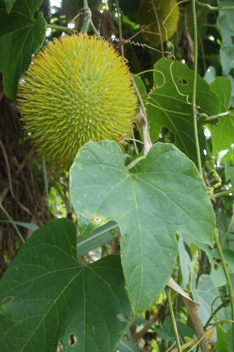 Momordica cochinchinensis