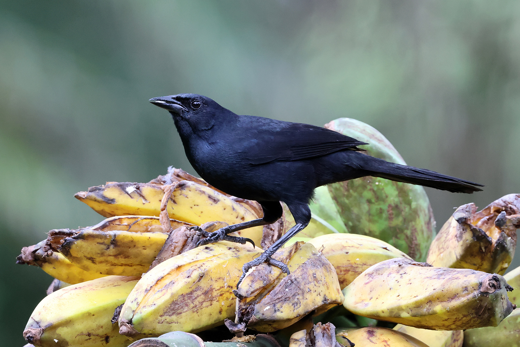 Melodious Blackbird (Dives dives), photo 5