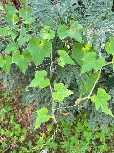 African Horned Cucumber (Cucumis metuliferus)