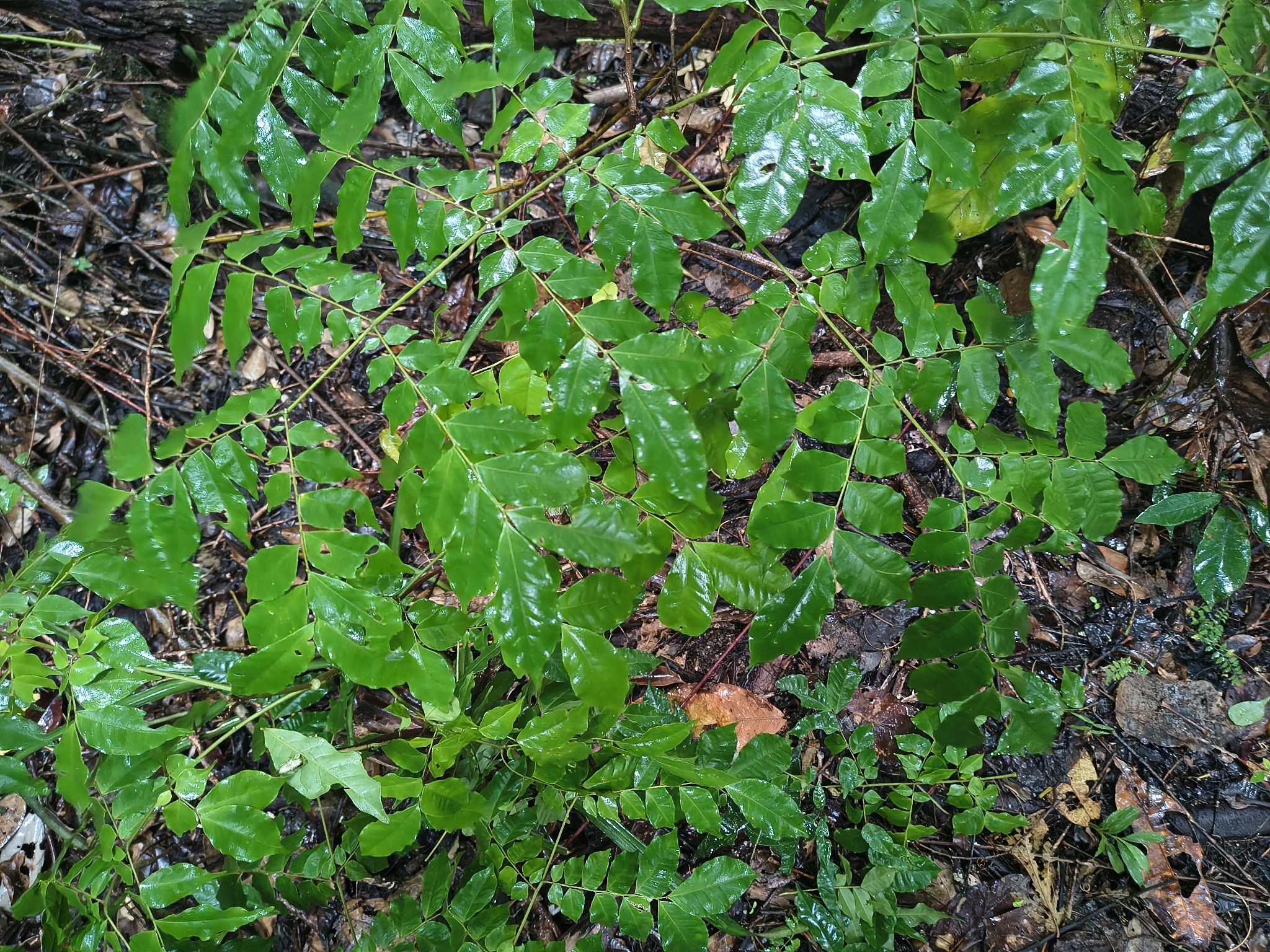 Imagem de Pararchidendron pruinosum