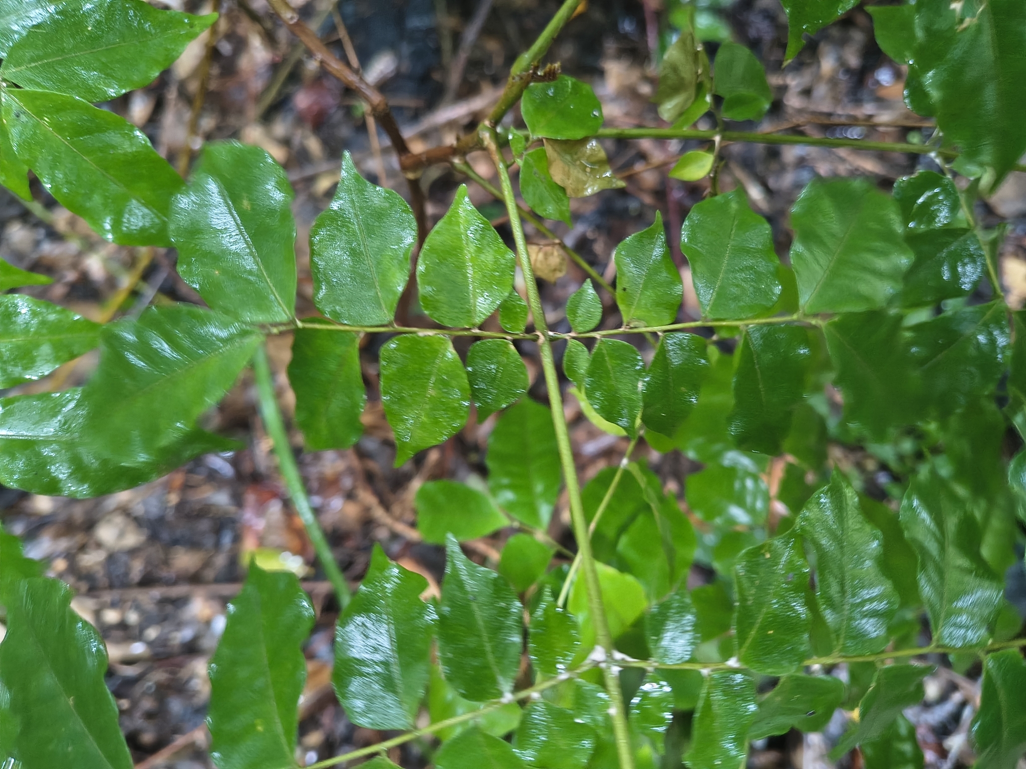 Imagem de Pararchidendron pruinosum