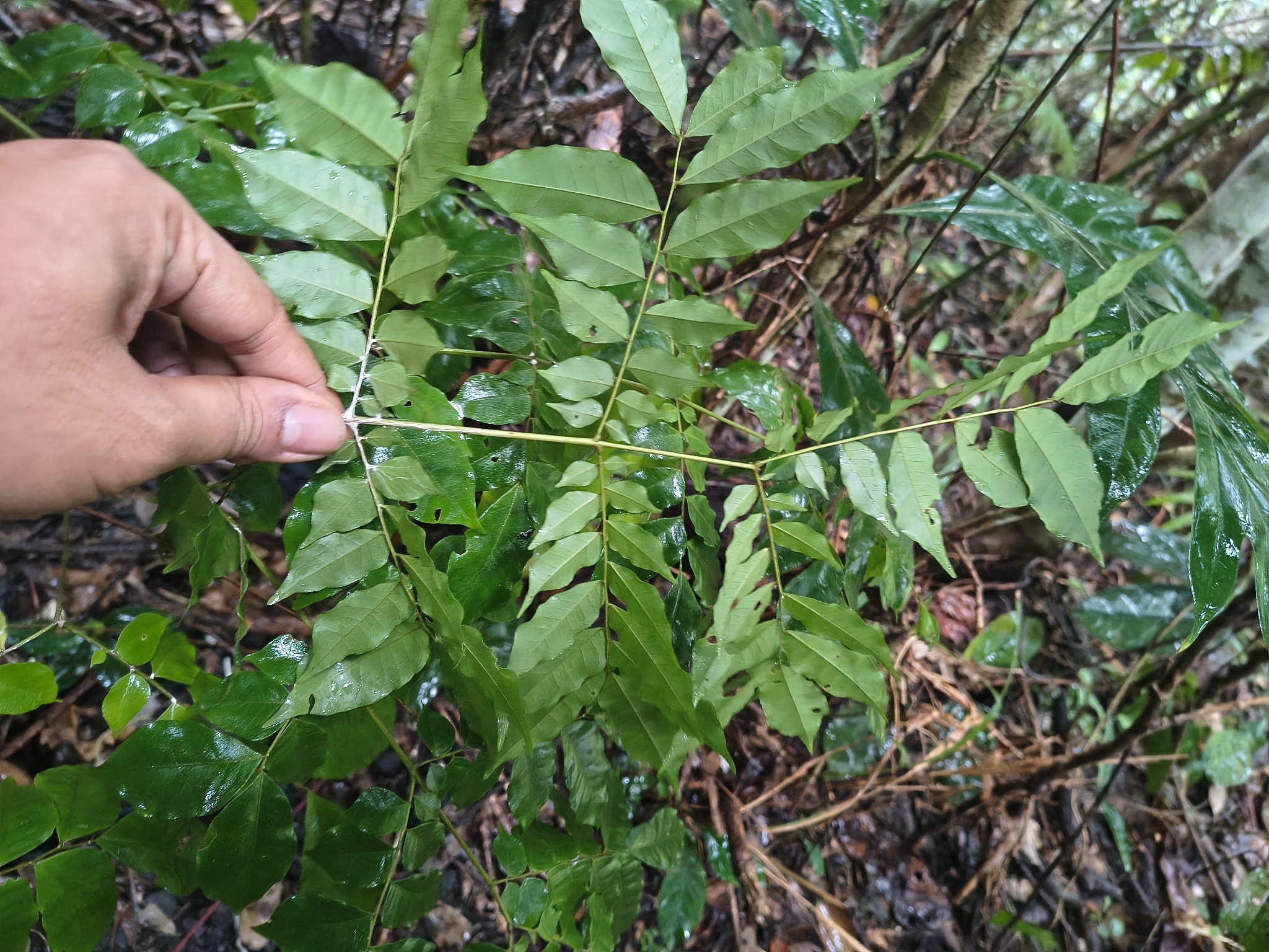 Imagem de Pararchidendron pruinosum