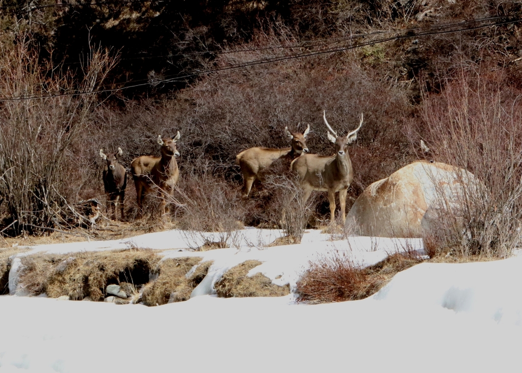 Cervus albirostris