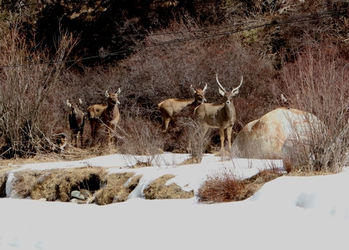 Cervus albirostris