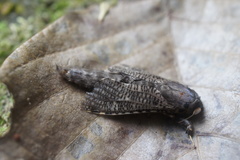 Bergaris malayica