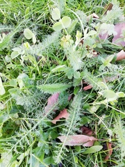 Achillea millefolium