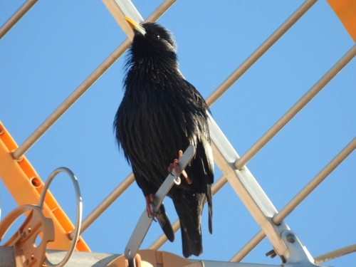 Avistamiento Estornino Negro