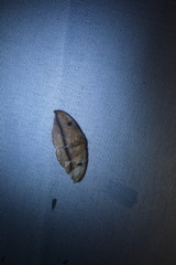 Callidrepana micacea