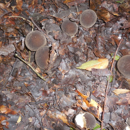 Lycoperdon fuligineum