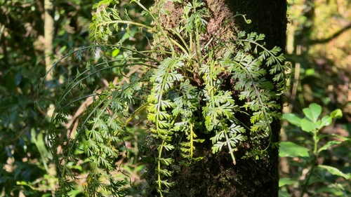 Asplenium rutifolium, photograph 3