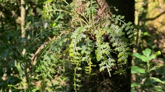 Asplenium rutifolium, photograph (c) Bernard DUPONT, some rights reserved (CC BY-SA)
