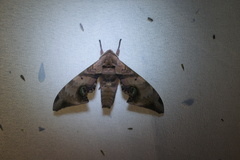 Daphnusa ocellaris