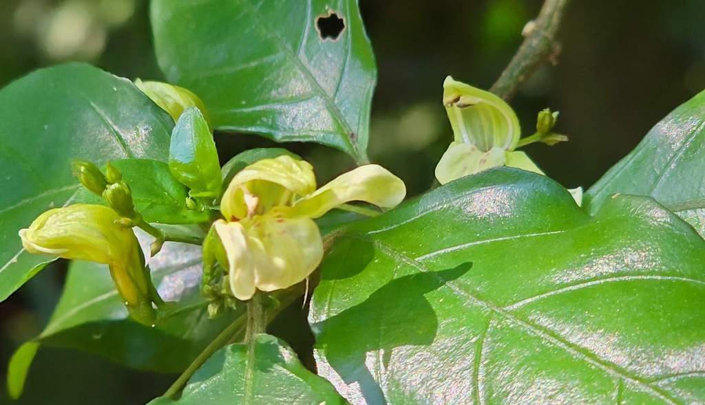 Justicia campylostemon; photograph (c) Bernard DUPONT, some rights reserved (CC BY-SA)
